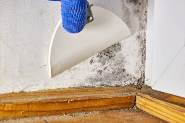 Best Attic Mold Removal  in USA